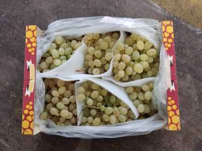 Foto Uva Bianca Aledo Origine Spagna Marchio Velasco 3