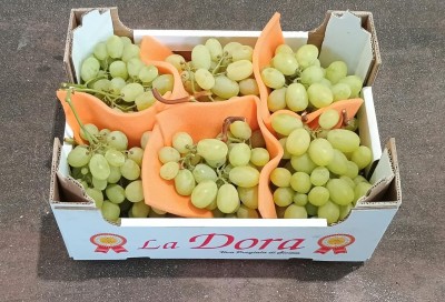 Foto Uva Bianca Varietà Vittoria Origine Italia Marchio La Dora 1