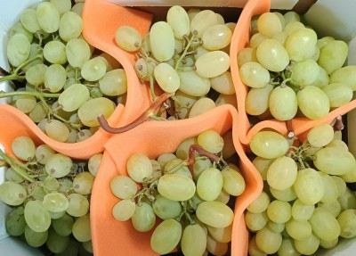 Foto Uva Bianca Varietà Vittoria Origine Italia Marchio La Dora 2