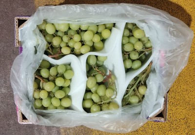 Foto Uva Bianca  Varietà Senza Semi Origine Italia Marchio Crunchy Assai          3