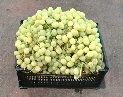 Foto Uva bianca Varietà Italia 2 Origine Italia Marchio Gabriele Giuseppe  1