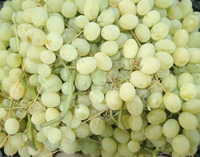 Foto Uva bianca Varietà Italia 2 Origine Italia Marchio Gabriele Giuseppe  2