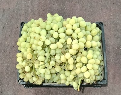 Foto Uva bianca Varietà Italia 2 Origine Italia Marchio Gabriele Giuseppe  3