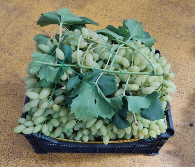 Foto Uva Bianca Pizzutella Origine Italia Marchio Gabriele Giuseppe  1