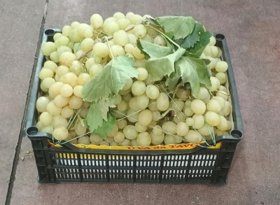 Foto Uva Bianca Varietà Italia 2 Origine Italia Marchio Gabriele Giuseppe     1