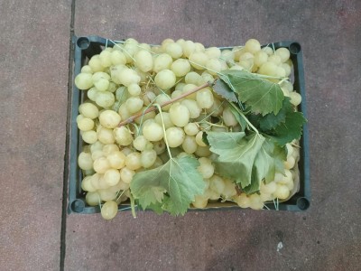 Foto Uva Bianca Varietà Italia 2 Origine Italia Marchio Gabriele Giuseppe     2