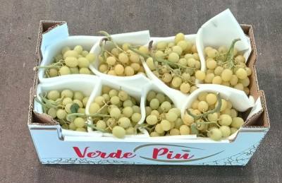 Foto Uva Bianca Varietà Autumn Crisp Origine Italia Marchio Verde Piu         1