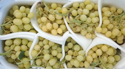 Foto Uva Bianca Varietà Autumn Crisp Origine Italia Marchio Verde Piu         2