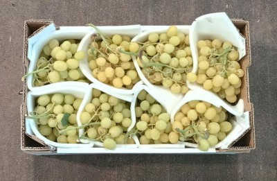 Foto Uva Bianca Varietà Autumn Crisp Origine Italia Marchio Verde Piu         3