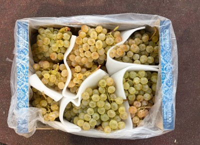 Foto Uva Bianca Varietà Aledo Confezione Da 5 Kg  Origine Spagna Marchio Franbel 3