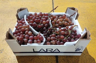 Foto Uva  Senza Semi Varietà Apiren Origine Italia Marchio Lara 1