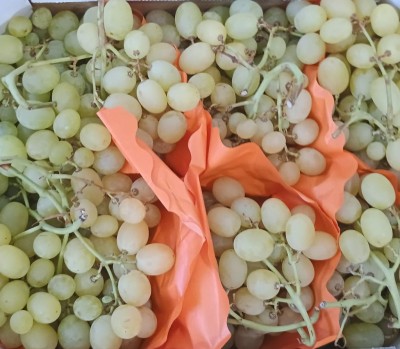 Foto Uva Bianca Varietà Vittoria Origine Italia Marchio Dolce Sapore 2