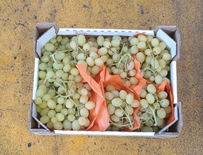 Foto Uva Bianca Varietà Vittoria Origine Italia Marchio Dolce Sapore 3