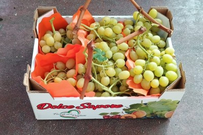 Foto Uva Bianca Varietà Italia Marchio Dolce Sapore 1