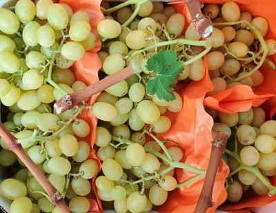 Foto Uva Bianca Varietà Italia Marchio Dolce Sapore 2