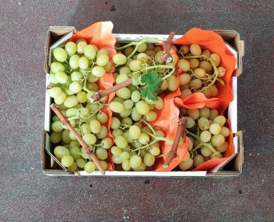 Foto Uva Bianca Varietà Italia Marchio Dolce Sapore 3