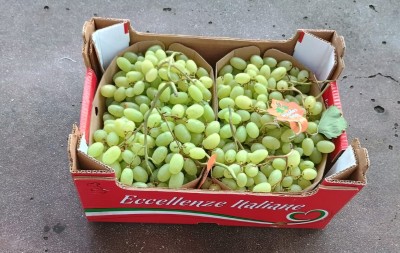 Foto Uva Bianca Senza Semi Origine Italia Marchio Eccellenze Italiane 1