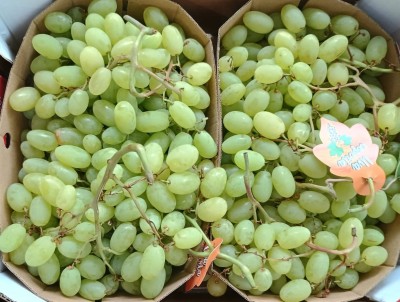 Foto Uva Bianca Senza Semi Origine Italia Marchio Eccellenze Italiane 2
