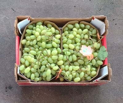 Foto Uva Bianca Senza Semi Origine Italia Marchio Eccellenze Italiane 3