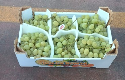Foto Uva Bianca Varietà Vittoria Origine Italia Marchio Dolce E Bonta  1
