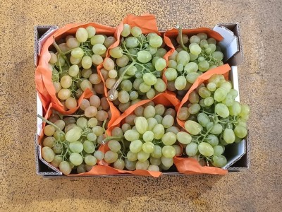 Foto Uva Bianca Vittoria Origine Italia Marchio Bontà  e Benessere       3