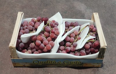 Foto Uva Black Rose Origine Italia Marchio Gaf             1