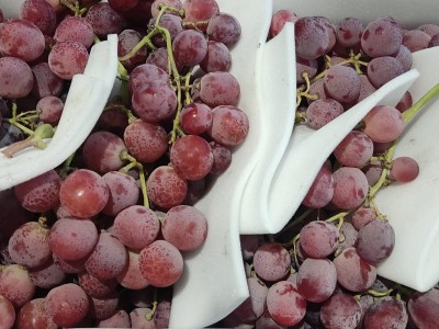 Foto Uva Black Rose Origine Italia Marchio Gaf             2