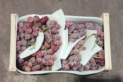 Foto Uva Black Rose Origine Italia Marchio Gaf             3