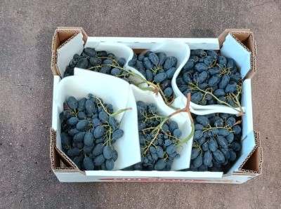 Foto Uva Nera Varietà Black Magic Origine Italia Marchio Sicilia  3