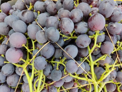 Foto Uva Rossa Varietà Cardinale Origine Italia Marchio Cruciani        2