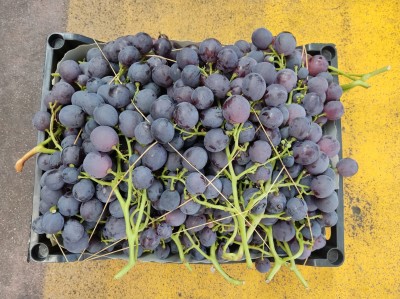 Foto Uva Rossa Varietà Cardinale Origine Italia Marchio Cruciani        3