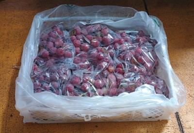 Foto Uva Red Globe Calibro Xl Origine Cile Marchio Banafruit   1