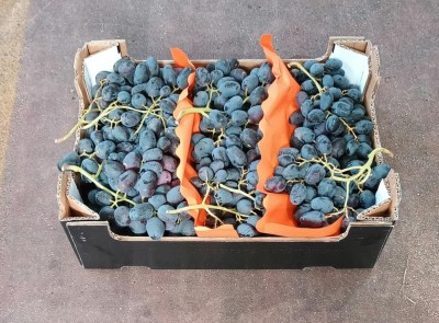 Foto Uva Nera Varietà Black Magic Origine Italia Marchio S,G            1