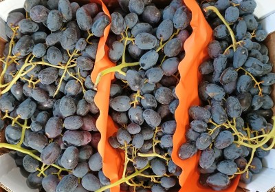 Foto Uva Nera Varietà Black Magic Origine Italia Marchio S,G            2
