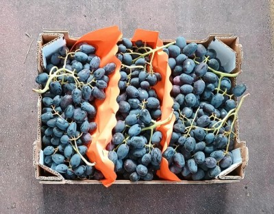 Foto Uva Nera Varietà Black Magic Origine Italia Marchio S,G            3
