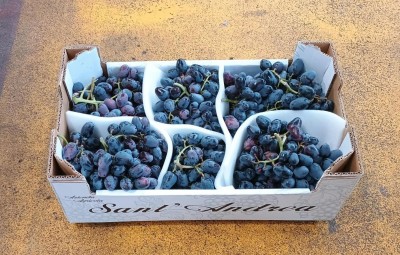 Foto Uva Nera Varietà Black Pearl Origine Italia Marchio Sant'Andrea 1