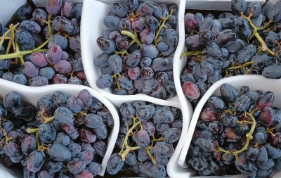 Foto Uva Nera Varietà Black Pearl Origine Italia Marchio Sant'Andrea 2