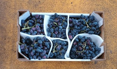Foto Uva Nera Varietà Black Pearl Origine Italia Marchio Sant'Andrea 3