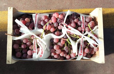 Foto Uva Rosè Origine Italia Marchio Faustino 3