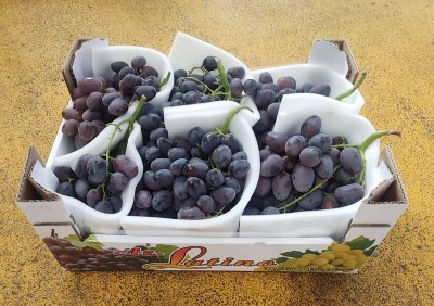 Foto Uva Nera Varietà Perlona Origine Italia Marchio Latino 1