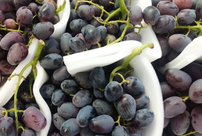 Foto Uva Nera Varietà Perlona Origine Italia Marchio Latino 2