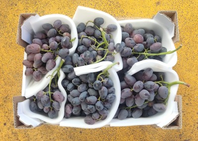 Foto Uva Nera Varietà Perlona Origine Italia Marchio Latino 3