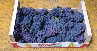 Foto Uva Fragola Origine Italia Marchio Pistelli 1