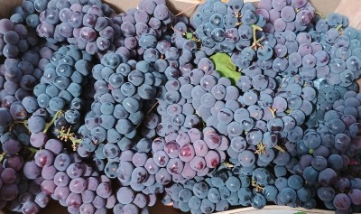 Foto Uva Fragola Origine Italia Marchio Pistelli 2