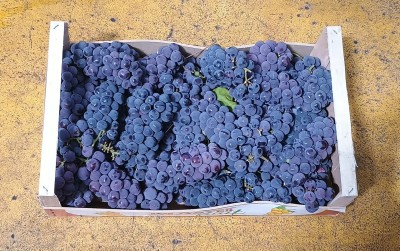 Foto Uva Fragola Origine Italia Marchio Pistelli 3