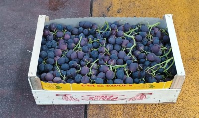 Foto Uva Nera Varietà Leopoldo Origine Italia Marchio Domizzi  1