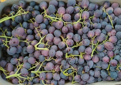 Foto Uva Nera Varietà Leopoldo Origine Italia Marchio Domizzi  2