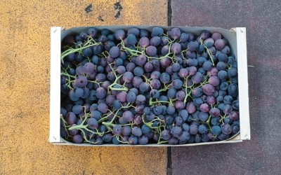 Foto Uva Nera Varietà Leopoldo Origine Italia Marchio Domizzi  3