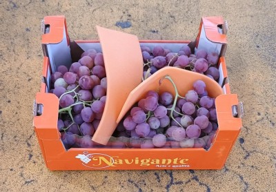 Foto Uva Nera Varietà Rose' Origine Italia Marchio Navigare            1