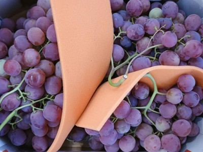 Foto Uva Nera Varietà Rose' Origine Italia Marchio Navigare            2